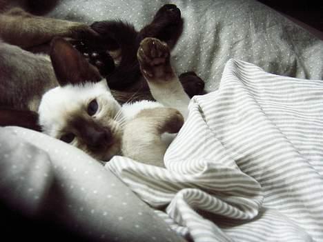 Siameser Anthon Berg billede 18