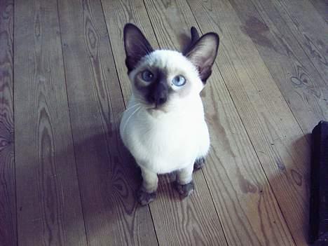 Siameser Anthon Berg billede 19