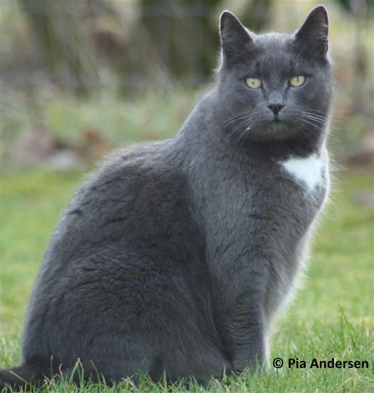 Huskat Magnus Olsen - 22. marts 2009: Hej jeg hedder Magnus Olsen billede 1