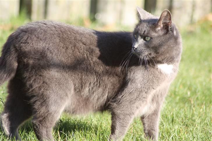 Huskat Magnus Olsen - 2. april 2009 billede 2