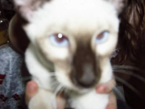 Siameser Anthon Berg billede 20