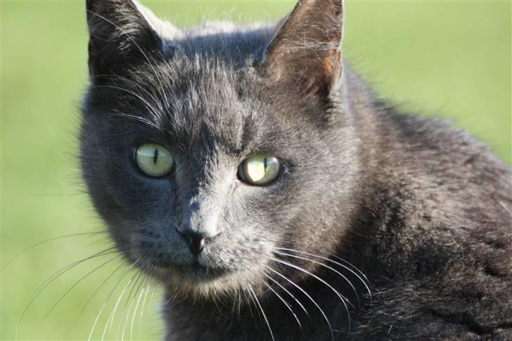 Huskat Magnus Olsen - 2. april 2009 billede 3