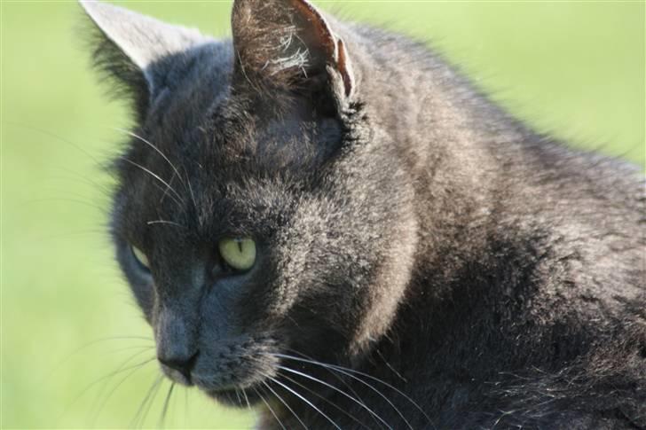 Huskat Magnus Olsen - 2. april 2009 billede 4