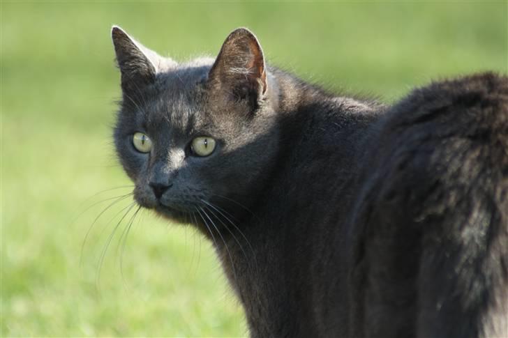 Huskat Magnus Olsen - 2. april 2009 billede 5