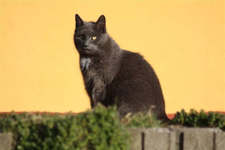 Huskat Magnus Olsen - 2. april 2009 billede 6