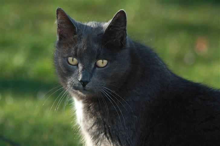 Huskat Magnus Olsen - 2. april 2009 billede 7