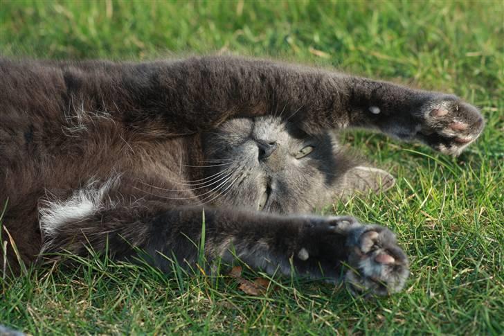 Huskat Magnus Olsen - 2. april 2009 billede 8