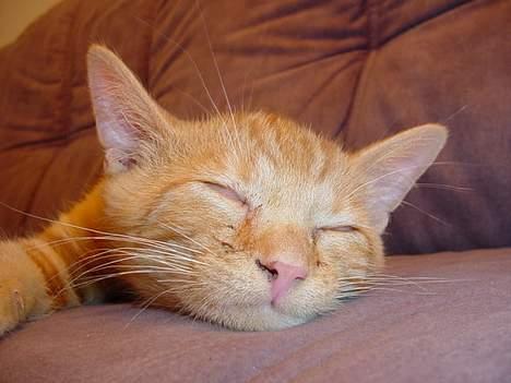 Huskat Laban billede 1