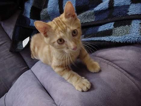 Huskat Laban - Klar til leg med kameraet billede 2