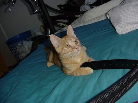 Huskat Laban - Elsker at ligge i mors og fars seng, og lege lidt med fars bælte billede 3