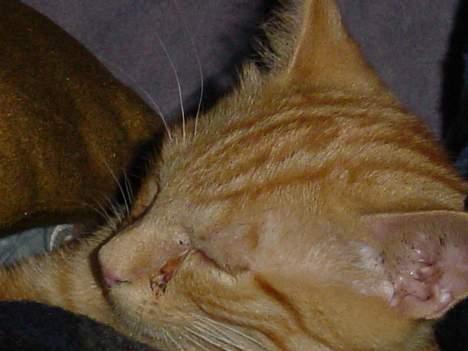 Huskat Laban - Teenage laban er lidt træt, efter mor har dryppet hans øjne billede 4