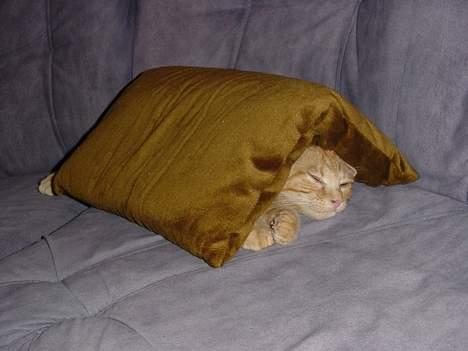 Huskat Laban - Labans yndlingspude billede 5