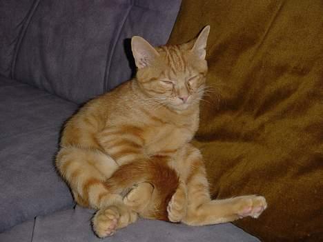 Huskat Laban - Så rart at sidde op af puden og sove. billede 6