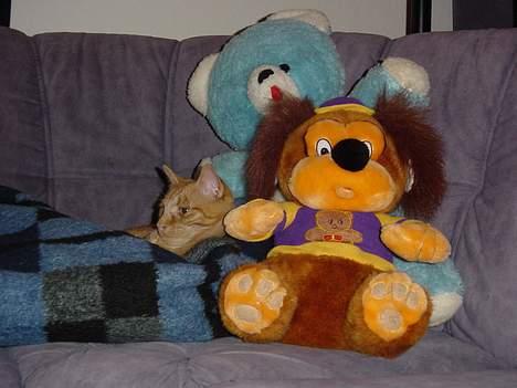 Huskat Laban - Find laban? billede 7