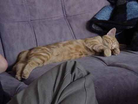 Huskat Laban - Får vi lige en velfortjent lur ved siden af far billede 8