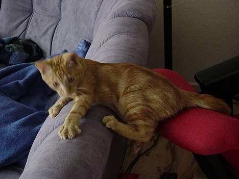 Huskat Laban - Yiiieehaa, her kommer jeg! billede 9