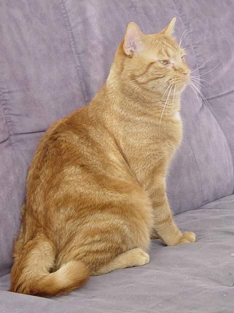 Huskat Laban - Et år og stolt!  billede 10