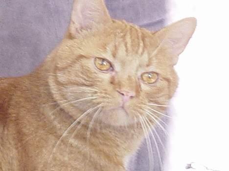 Huskat Laban - Er jeg ikke god til portræt billeder? hehe billede 11