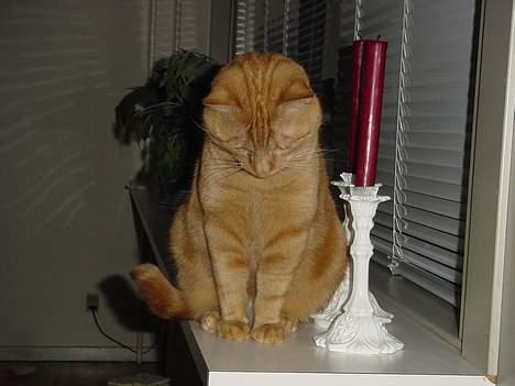 Huskat Laban - Der er altså noget dernede, jeg ved det...  billede 12