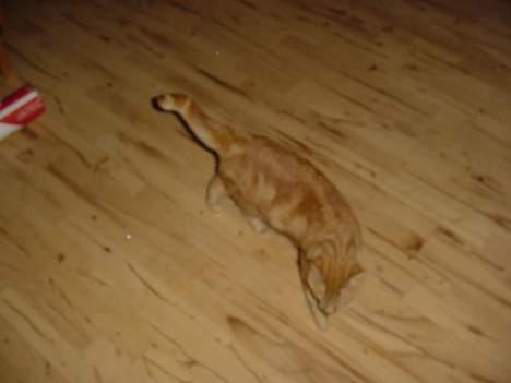 Huskat Laban - Ups, væltede vidst lige noget ned der.... Så er det godt de ikke kan se mig, jeg går i et med gulvet billede 13