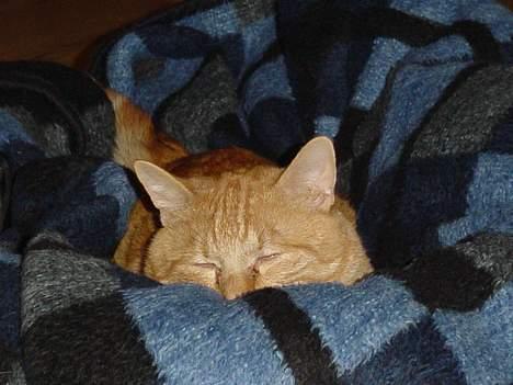 Huskat Laban - Elsker at hyggeputte foran kameraet billede 14