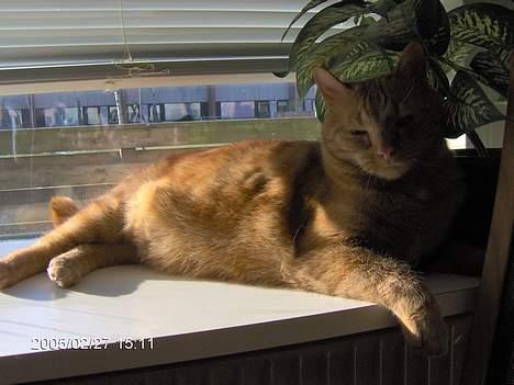 Huskat Laban - Åhhhh soool billede 15