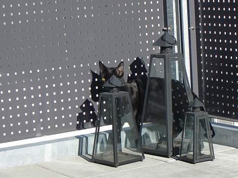 Huskat Cæsar - Her er der vist ingen som kan se mig billede 11