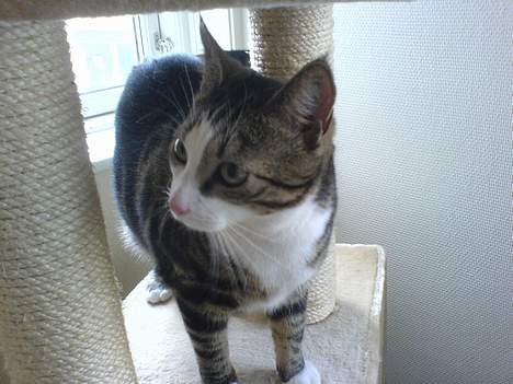 Huskat Tansor - Navnet er Tansor - og ja, jeg ER lækker! billede 1