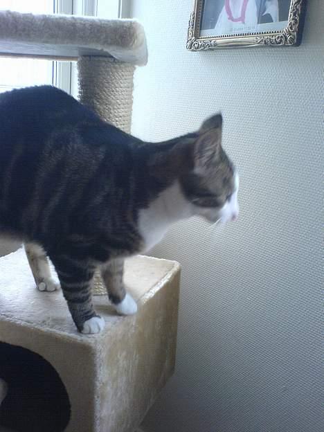 Huskat Tansor - Første dag i et nyt hjem.. så SKAL der jo undersøges.. billede 2