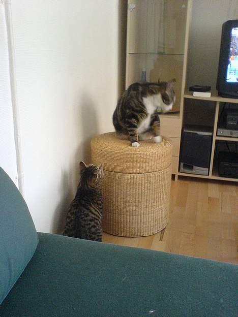 Huskat Tansor - Min nye lillebror Dolph, kigger hele tiden på mig - så bliver jeg lidt genert. billede 3