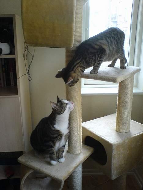 Huskat Tansor - Nu gør han det igen! billede 4