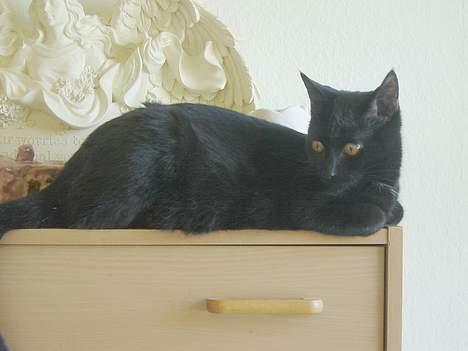 Huskat Cæsar - Her ligger jeg da meget godt  billede 12