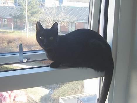 Huskat Cæsar - Vindues katten Cæsar  billede 13