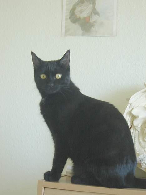 Huskat Cæsar - Ja min mor prøver virkelig at tage gode billeder af mig men det er svært, men det gik he he   billede 14