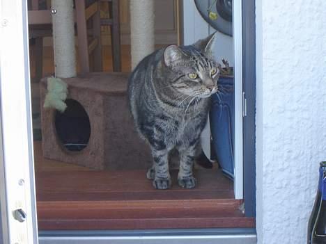 Huskat Silke - Tænker mig lige om ........ billede 12