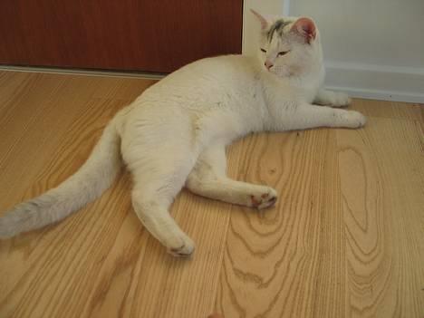 British Shorthair Mis-Mimi - Mis Mimi Mijav billede 1