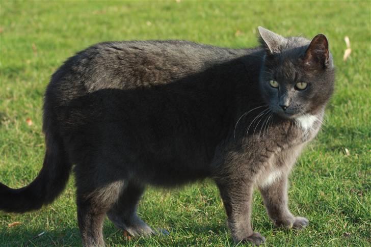 Huskat Magnus Olsen - 2. april 2009 billede 9