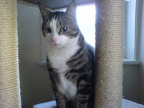 Huskat Tansor - Jeg sidder bare og oser af sex. billede 5