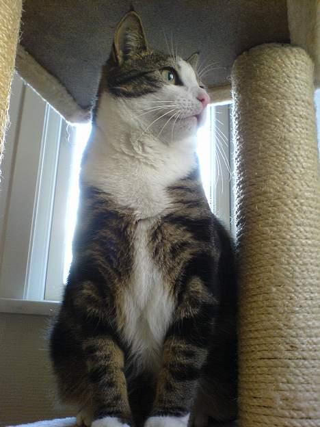 Huskat Tansor - Du kan ikke andet end beundre mig! billede 6