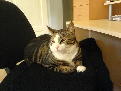 Huskat Tansor - En varm kontorstol er bare lige sagen. billede 7