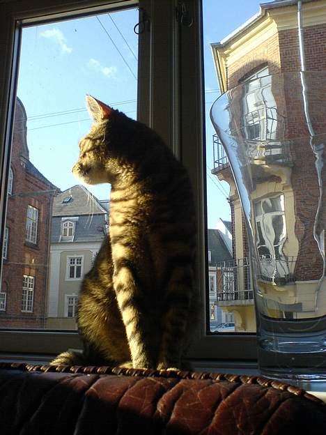 Huskat Dolph - Foråret er på vej og solen kærtegner verdens eneste ninjakat! billede 8