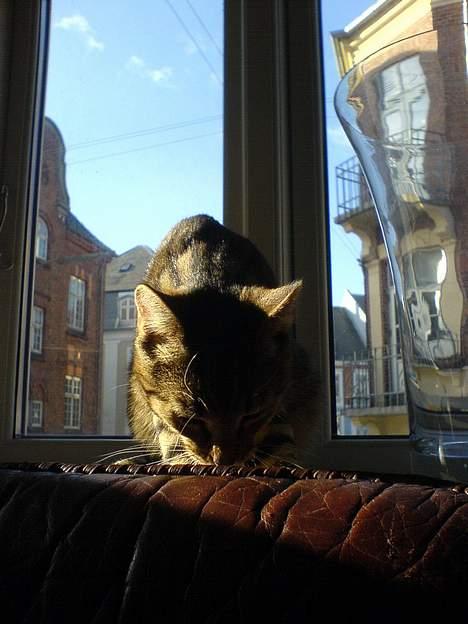 Huskat Dolph - Gad vide om man kan lægge sig her... billede 9