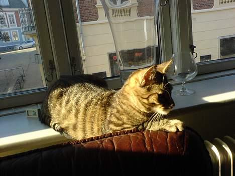 Huskat Dolph - Gulv - nej tak! Vindueskarm med solskin - YES SIR! billede 10