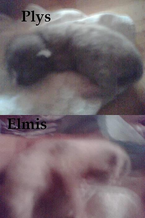 Blanding af racer † Nønne † - Lille mis har fået mindre missere, 2 styks, Plys og Elmis, 2/6 06 billede 16