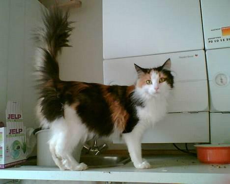 Blanding af racer † Nønne † - lækker mis billede 17