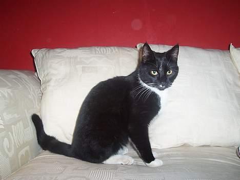 Huskat Mischka - Nyder lige udsigten fra Helles pæne hvide sofa, som er så dejlig at smide sine smukke sorte resthår i... billede 14