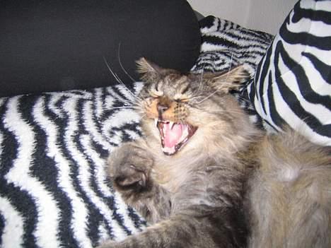 Maine Coon Victor billede 11