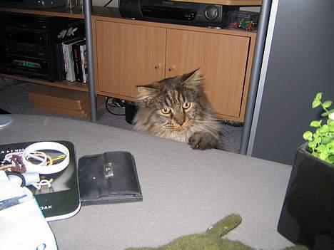 Maine Coon Victor billede 12