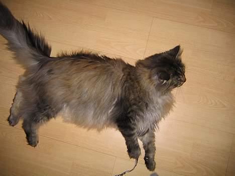Maine Coon Victor billede 13