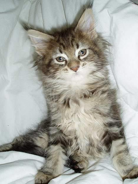 Maine Coon Vera - Vera som baby mis billede 1